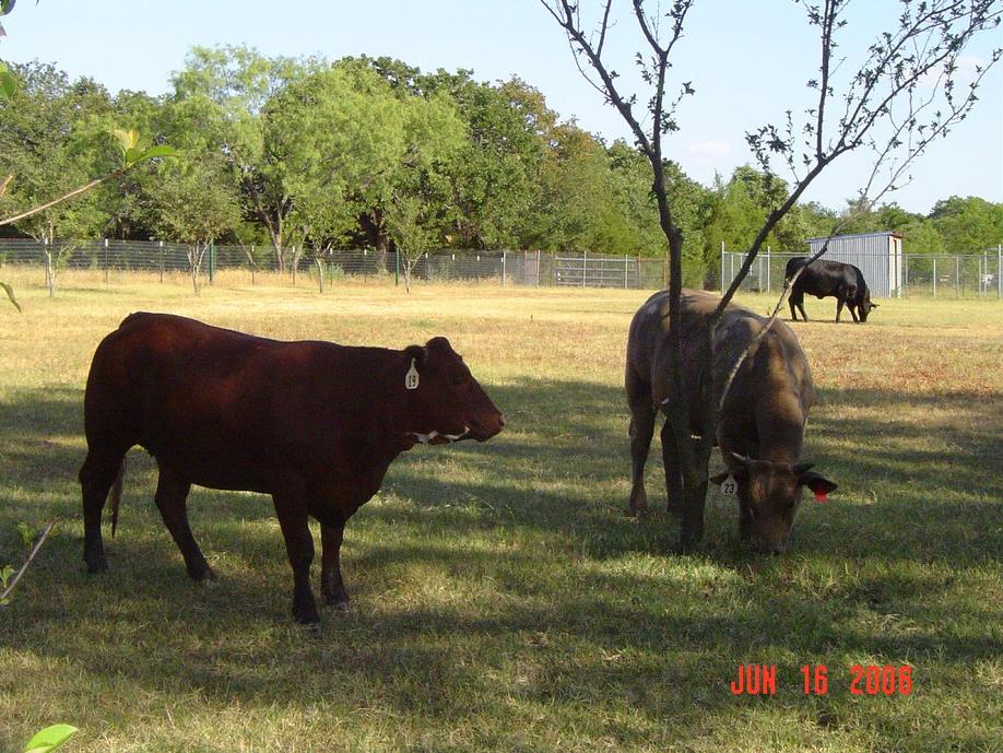 Kennedale, TX : Cattle graze on private property near Swiney-Hiett Rd.