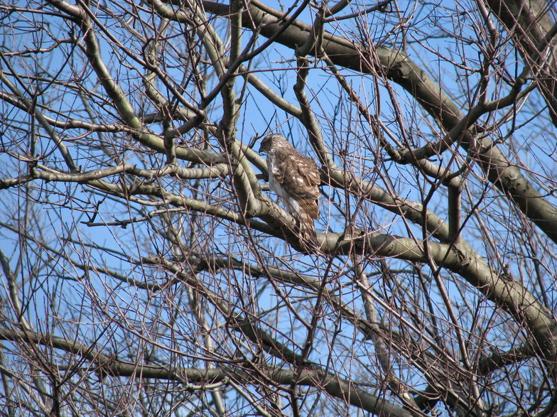 Braceville, IL: Hawk in a tree across From Exelon