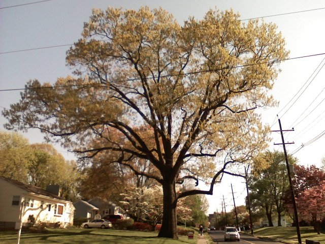 Ewing, NJ: The grandest old oak, on Lower Ferry Road