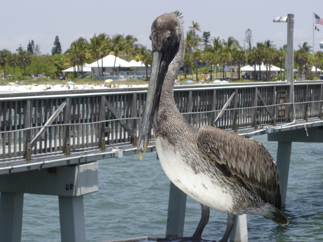 Fort Myers Beach, FL: Pelican on Ft. Myers Beach Pier