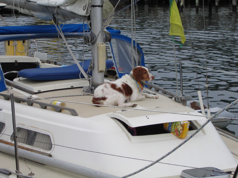 Northport, NY : ANOTHER AFFLUENT NORTHPORT, LONG ISLAND CANINE ON HIS BOAT.