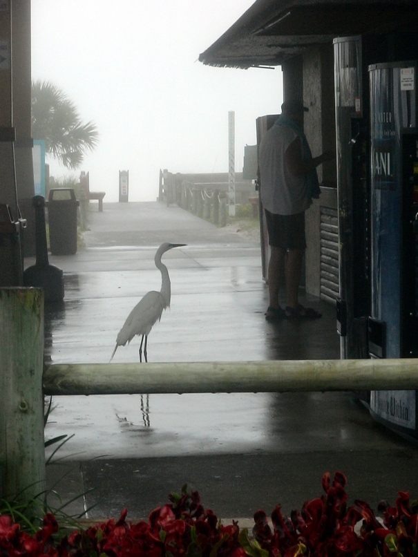 Siesta Key, FL : Siesta Beach. Very early morning. Fog.