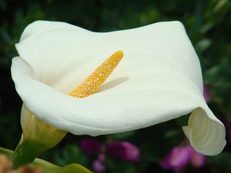 Pacific Grove, CA: Wild Calla Lily found in George Washington Park