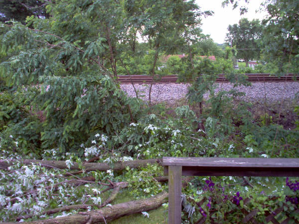 South Point, OH: Train Tracks and Fallen Tree in my back yard
