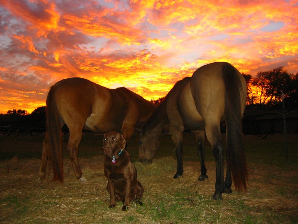 Aubrey, TX: Sunset in Aubrey - Horse Country USA