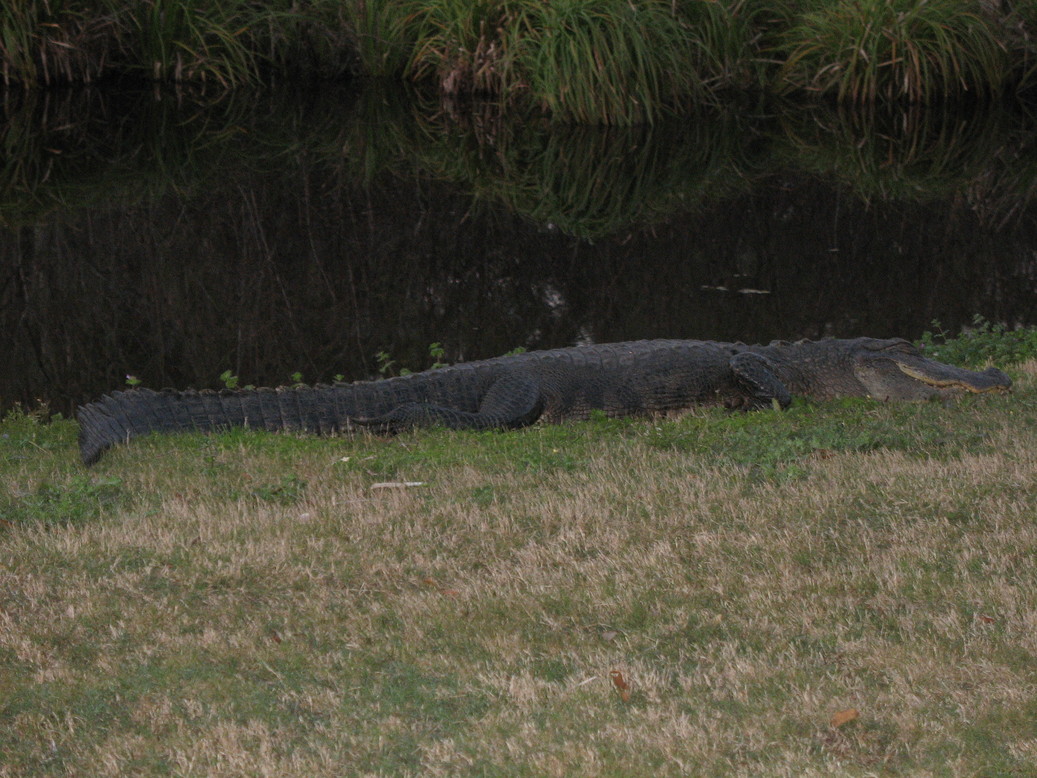 Gainesville, FL: Waiting For A Golfer . . .