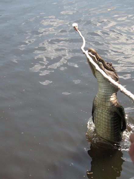 Marrero, LA: Jumping alligator - Laffite Swamp Tours Marrero, La