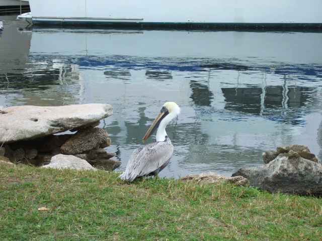 Titusville, FL : Pelican on Marina