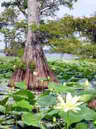 Springfield, LA : LA Swamp Scene