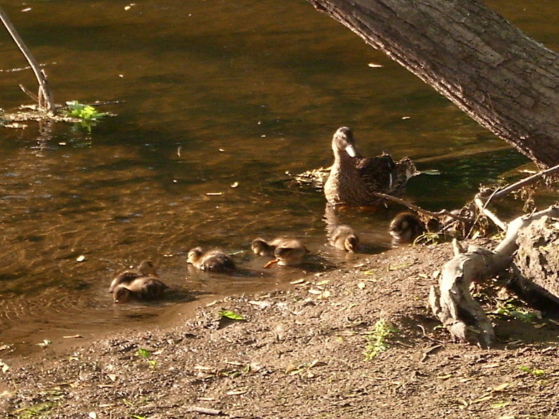 Alma, MI: mother duck and her duckling along the new river walk