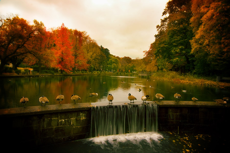 Port Washington, NY: Port Washington Duck Pond In November