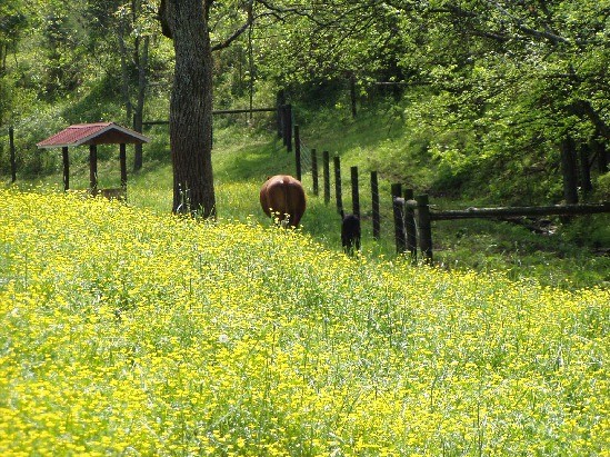 Goodlettsville, TN: Cows at Root Hollow Simmentals