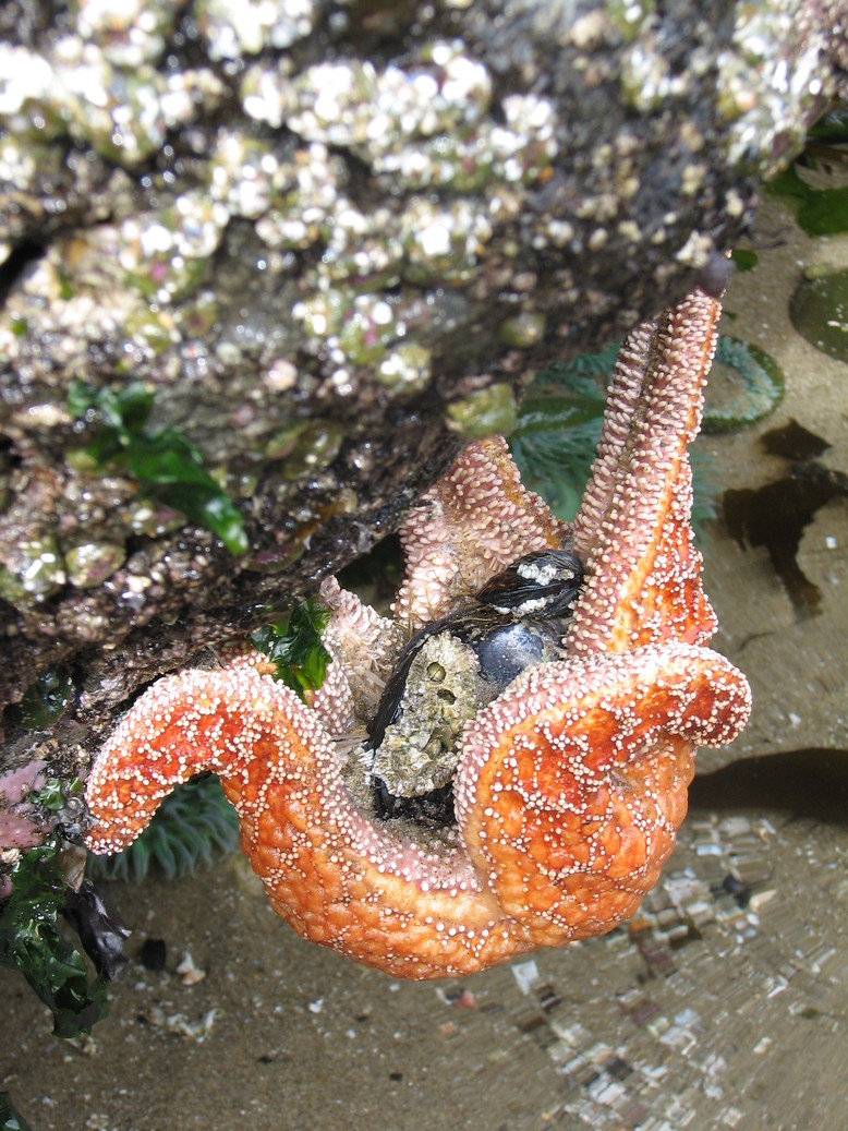 Lincoln City, OR : Sunday Brunch