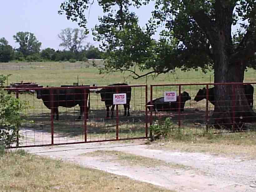 Burkburnett, TX: Cows grazin' in the sun.