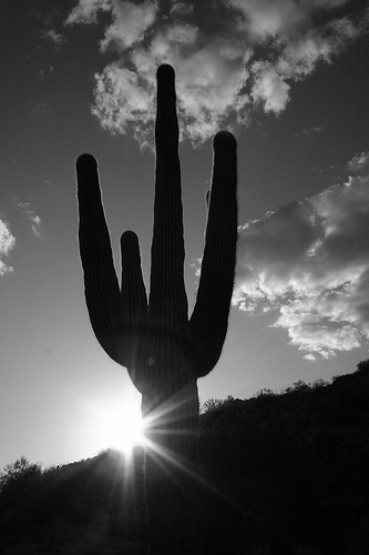 Tucson, AZ: Saguaro Cactus Tucson