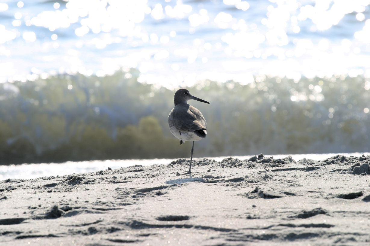 Sunset Beach, NC : Lone Bird on Sunset Beach strand in january