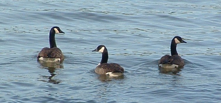 Shelby, NC: Geese on Moss Lake, NC www.mosslake-nc.com