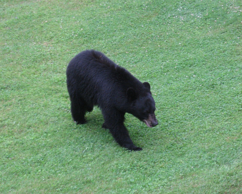 Andes, NY: Canada Hollow Bear