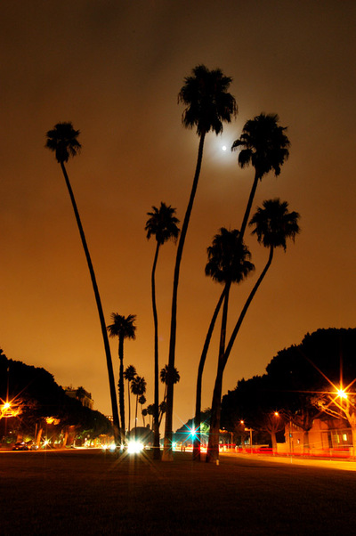 Los Angeles, CA: Palm trees at an intersection at Beverly Hills