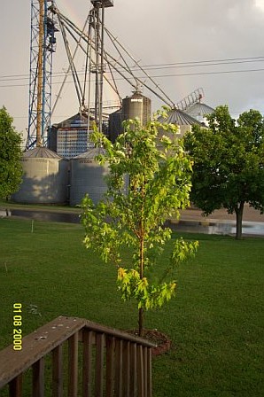 Wykoff, MN : My little tree in Wykoff, with rainbow in background