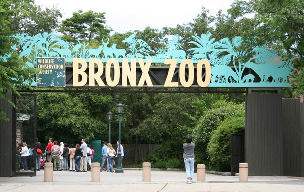 Bronx, NY: bronx zoo