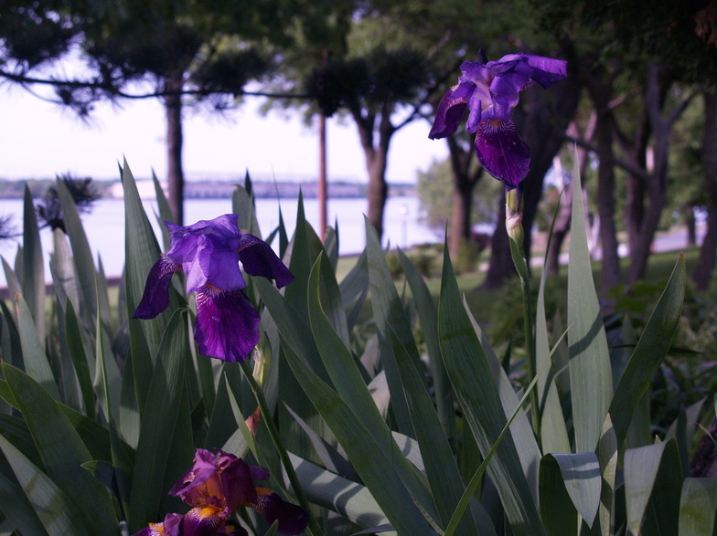 Riverton, NJ : Iris' along Bank Ave
