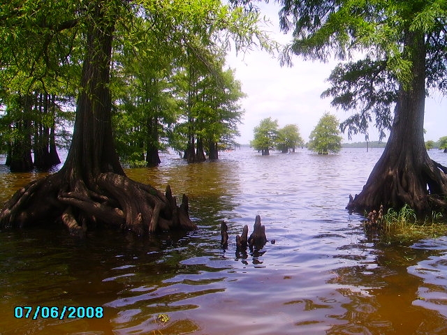Oil City, LA : Cypress Tree in Caddo Lake at Oil City park