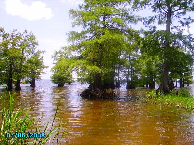 Oil City, LA : Cypress Tree in Caddo Lake at Oil City park
