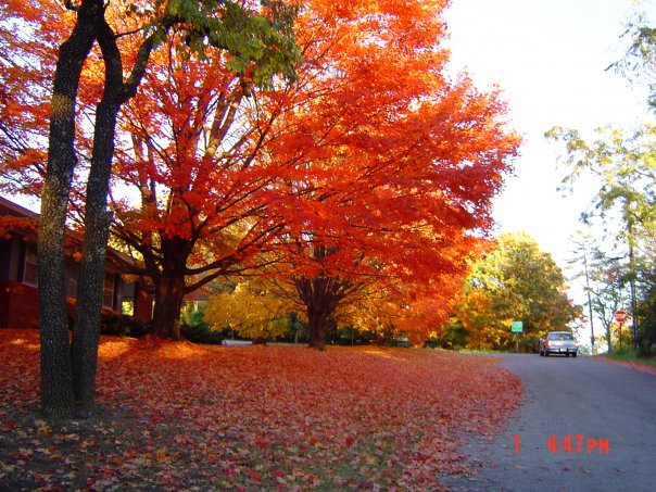 Fayetteville, AR: the leaves on the trees turning ORANGE - fayetteville, ar