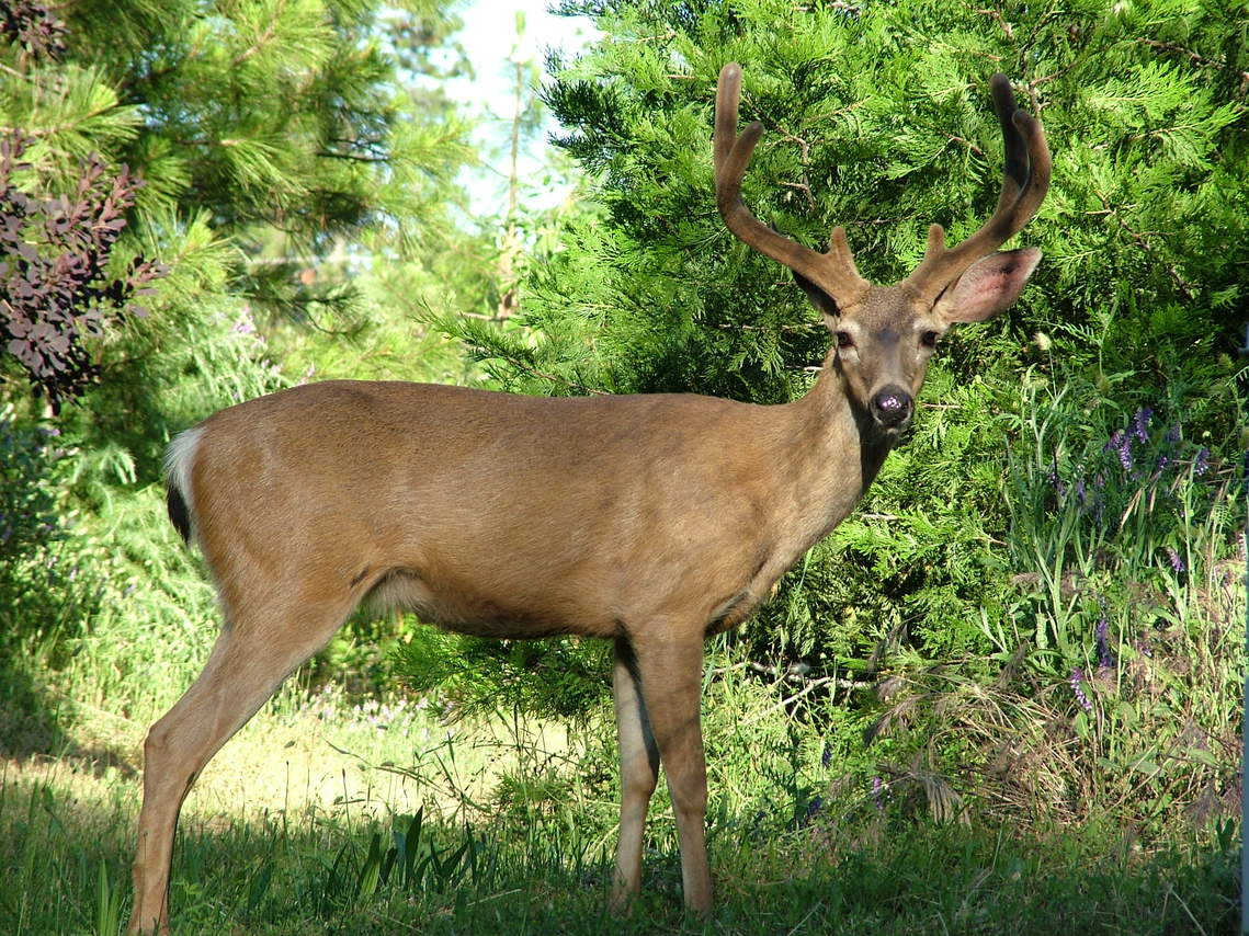Foresthill, CA : Young buck in downtown Foresthill, CA