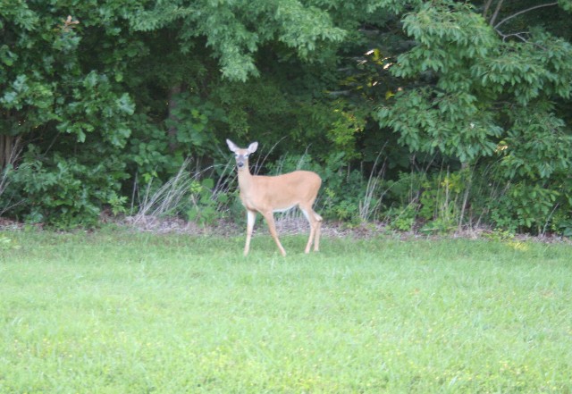 Cadiz, KY 