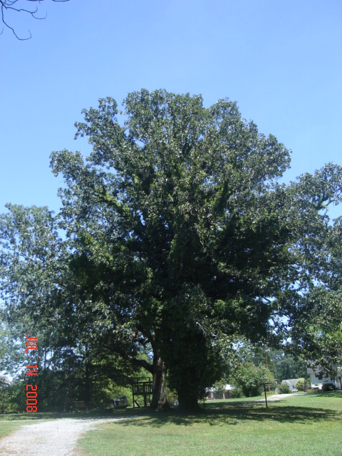 Varnell, GA: Oak in Varnell