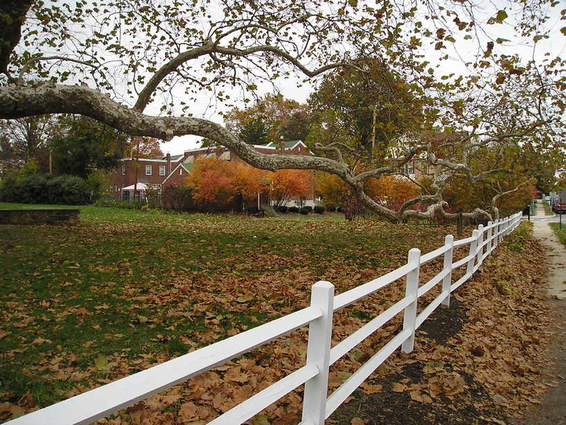 Lansdowne, PA: Along the long branch of the historical sycamore tree in Lansdowne, PA.
