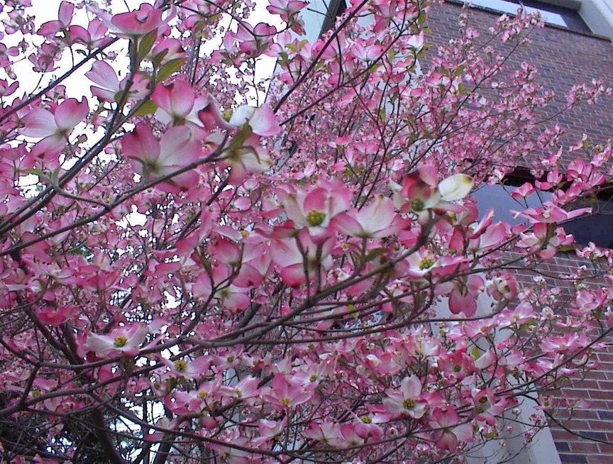 Chico, CA : Dogwoods in Spring on CSU Campus