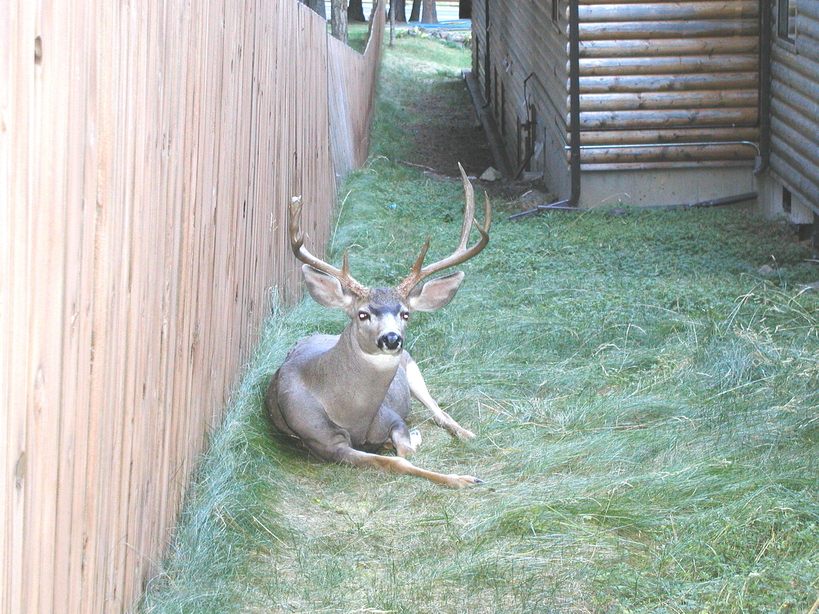 Joseph, OR : Buck at Wallowa Lake Motel, Joseph, Oregon