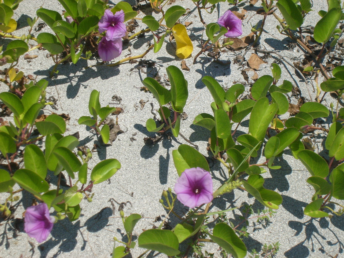 North Port, FL : Beauty can grow from under the sand