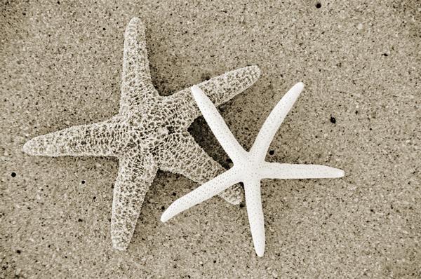Sebastian, FL : Our Beaches!
