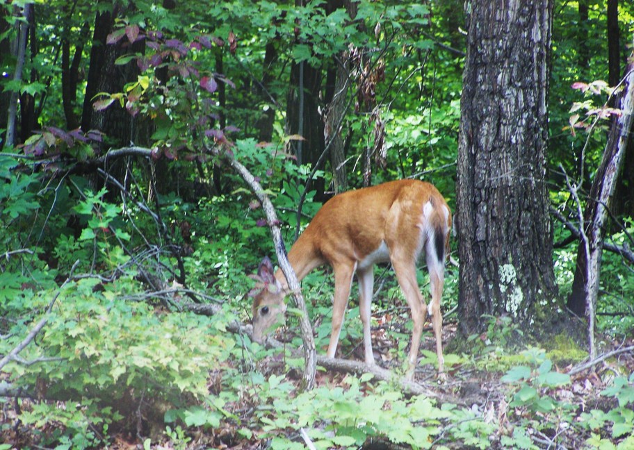 Boyce, VA : Deer in the Yard