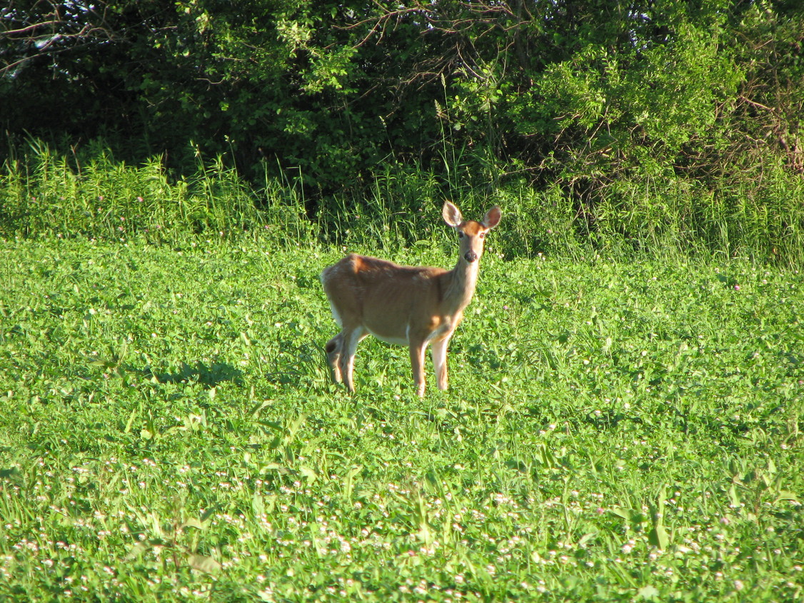 Panama, NY : Weeks Rd ,Field