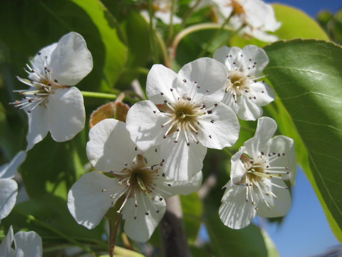 Oakley, CA : Blossoms in Oakley