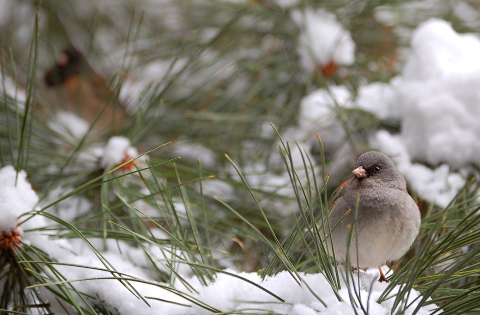 Perry Park, CO : Dark Eyed Junco in Winter