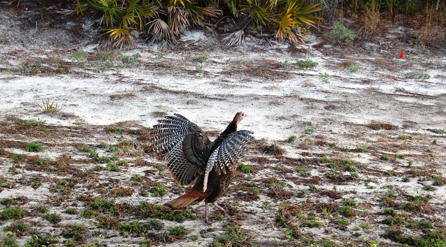 Panama City, FL: turkey in the woods by the water