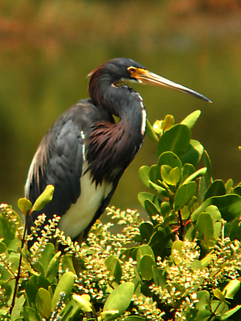 Merritt Island, FL: Tricolored Heron