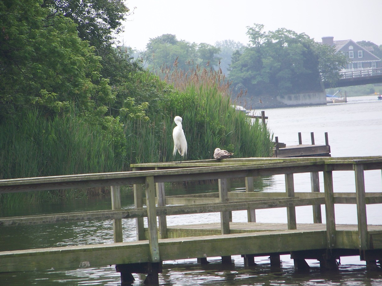 Quioque, NY Cranberry bog photo, picture, image (New York) at
