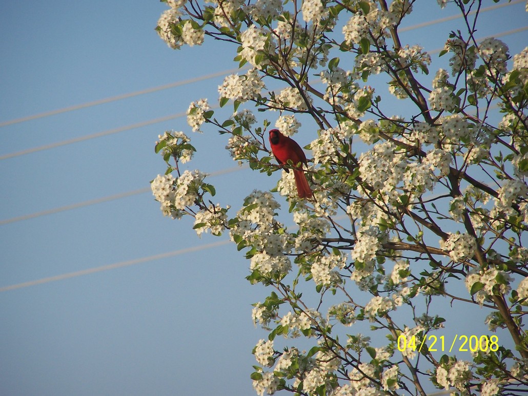 Avon, IN: Red Bird in tree