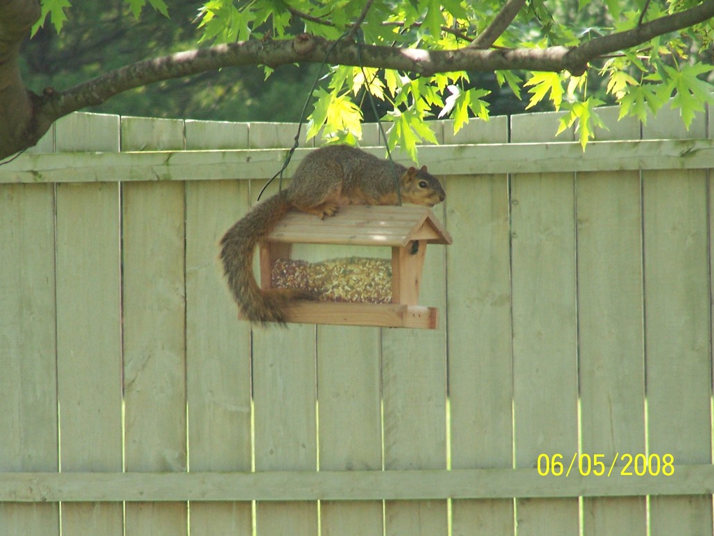 Avon, IN: Squirrel at bird feeder