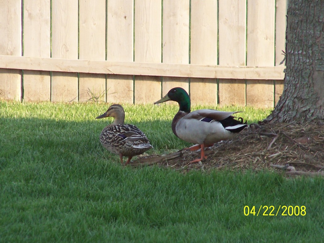 Avon, IN: Mr. & Mrs. Duck in our backyard