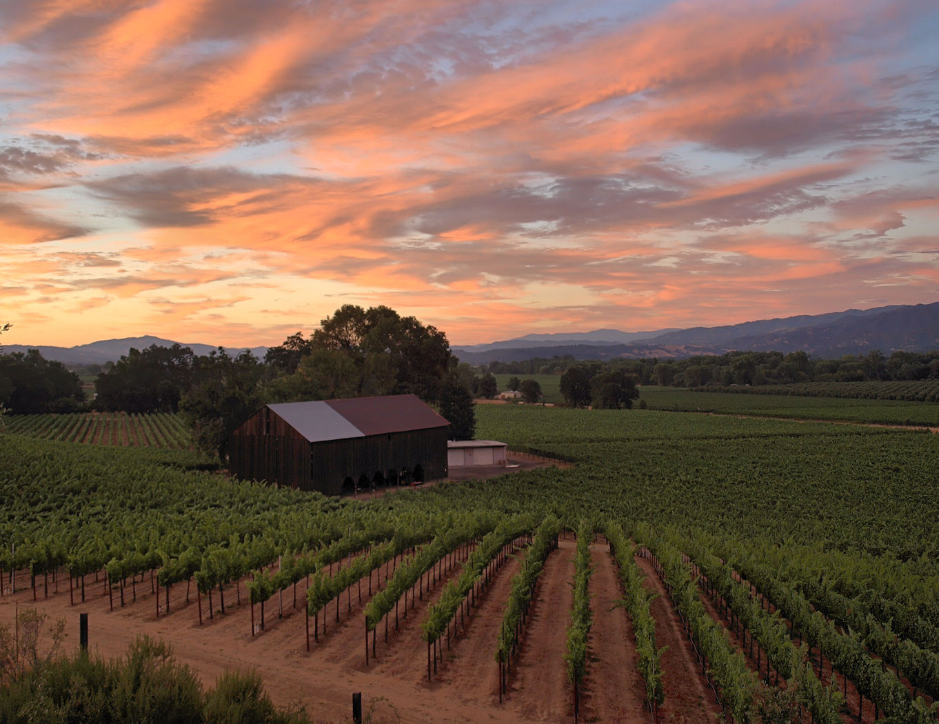 Ukiah, CA: View overlooking vineyard in the southern Ukiah valley