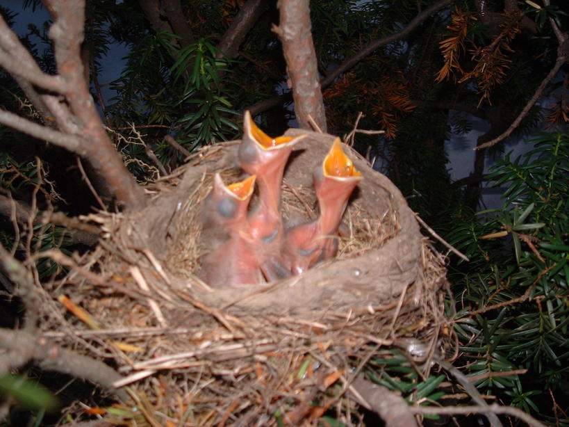 Stony Point, NY : Nesting on Walter Drive