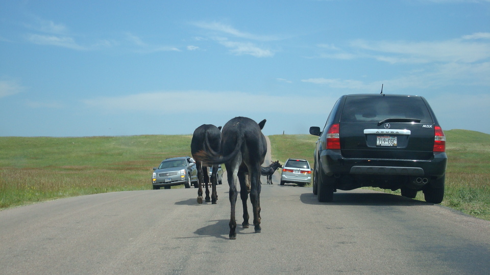 Custer, SD : Custer State Park: Animal on the road